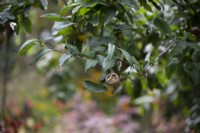 Mespilus germanica - Fruit de néflier