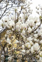 Magnolia x soulangeana, printemps avril