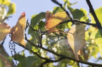 Les feuilles changent de couleur au début d'une sécheresse prolongée sur un érable à écorce de serpent, secte Acer. Macrantha. Août.