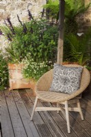 Chaise en osier avec coussin sur une terrasse en bois surélevée avec Big Pot de Salvia 'Amistad' et Lagurus ovatus - Bunny's Tail Grass, Tree Fern et Palm dans un coin ombragé.