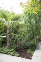 Jardin tropical en août avec plantation luxuriante dont Persicaria microcephala Purple Fantasy et Trachycarpus fortunei