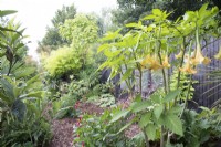 Jardin tropical en août avec chemin de brugmansia dahlia et paulownia et copeaux d'écorce