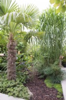 Jardin tropical en août avec plantation luxuriante dont Persicaria microcephala Purple Fantasy et Trachycarpus fortunei par chemin de copeaux d'écorce