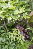 Parterre de fleurs tropicales en août planté de Fatsia japonica Iresine herbstii Impatiens auricoma x bicaudata et Soleirolia soleirolii