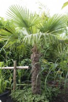 Trachycarpus fortunei dans un jardin tropical planté de Persicaria microcephala 'Purple Fantasy'