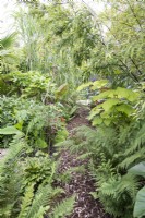 Jardin tropical en août avec plantation luxuriante dont Phyllostachys nigra paulownia et fougères par chemin de copeaux d'écorce