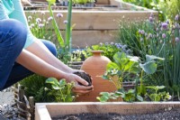 Femme ajoutant du compost aux plants de fraises.
