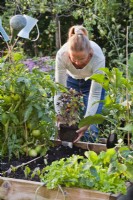 Femme plantant du basilic violet dans l'écart entre la tomate et l'aubergine.