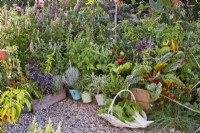 Jardin potager avec plates-bandes surélevées et pots pleins de légumes et d'herbes, trug de blettes récoltées.