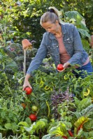 Femme récoltant des tomates à partir d'une bordure de légumes surélevée.