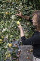 Femme cueillant des pommes sur un terrain d'attribution