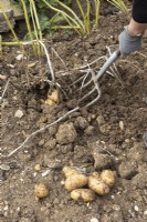 Creuser, soulever des pommes de terre avec une fourche de jardin. Pomme de terre 'Maris Piper'