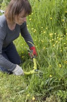 Femme utilisant des cisailles pour couper l'herbe sur la voie d'attribution
