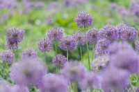 Allium aflatunense 'Purple Sensation' - Ail hollandais. Plantation massive dans des plates-bandes herbacées dans les jardins botaniques de Cambridge. Peut.