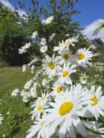 Chrysanthème maximum - Marguerites Shasta