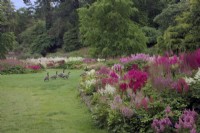 Une partie de la Collection nationale d'Astilbe à Marwood Hill Gardens, Devon, UK avec des oies