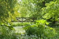 Vue sur le pont en treillis de bois sur le ruisseau dans le jardin boisé avec Gunnera manicata et les iris. Juin