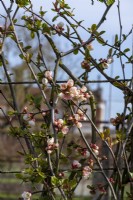 Chaenomeles speciosa 'Moerloosei', fleurs blanches en coupe teintées de rose de mars à mai.