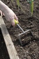 À l'aide d'une houe à main pour ameublir le sol dans un parterre de fleurs d'oignons.