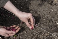 Planter des ensembles d'oignons en pleine terre, à l'aide d'une ligne. Oignon 'Baron Rouge'.