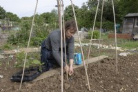 Planter des haricots d'Espagne dans une structure de canne, creuser des trous avec une fourchette à main.