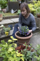 Femme plantant Lobelia Trailing Blue et d'autres plantes vivaces cultivées en pot dans un pot d'exposition. Jardinage en terrasse. Plantation de printemps pour une floraison estivale.