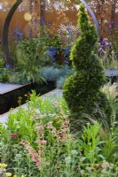 Topiaire d'if en spirale avec plantation de Penstemon barbatus 'Roseus' et d'autres plantes vivaces - Sunburst Garden, RHS Hampton Court Palace Garden Festival 2022