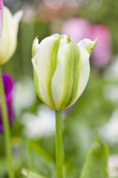 Tulipe 'Vert Printemps'