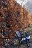 Un banc devant une haie de hêtres, Fagus sylvatica. Les feuilles prennent une couleur cuivrée à l'automne et s'accrochent aux branches tout l'hiver.