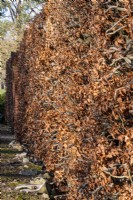 Une haie de hêtre, Fagus sylvatica, prend une couleur cuivrée à l'automne et les feuilles s'accrochent aux branches tout au long de l'hiver, offrant un écran toute l'année.
