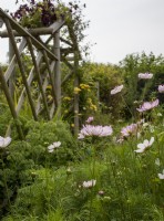 Vue sur jardin de fleurs coupées à Cotswold Country Flowers avec cosmos en premier plan