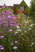 Vue sur jardin de fleurs coupées à Cotswold Country Flowers avec Agrostemma githago en premier plan.