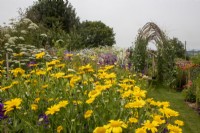 Une vue sur les parterres de fleurs coupées à Cotswold Country Flowers avec Glebionis segetum (souci de maïs) à l'avant et l'arche de pois sucré à l'arrière.