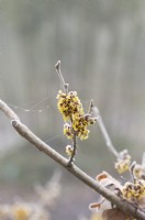 Hamamelis x intermedia 'Allgold' - Fleurs d'hamamélis dans le givre