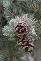 Pinus parviflora 'Negishi' - Pin blanc du Japon dans le gel
