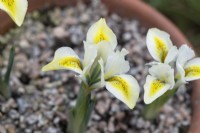 Iris reticulata 'Étoile du Nord'