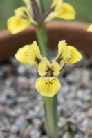 Iris reticulata 'Orange Glow'