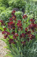 Iris 'Caliente'. Bouquet de grandes fleurs d'iris barbus magnifiquement parfumées dans un parterre herbacé. Mai.