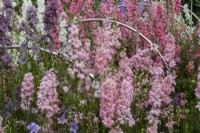 Les parterres de coupe à Cotswold Country Flowers avec Consolida ajacis (pied d'alouette annuel).