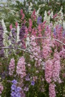 Les parterres de coupe à Cotswold Country Flowers avec Consolida ajacis (pied d'alouette annuel).
