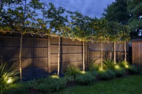 Arbres plissés illuminés par une clôture sombre.