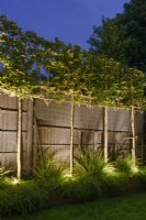 Arbres plissés illuminés par une clôture sombre.