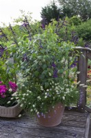 Big Pot de Salvia 'Amistad' et Lagurus ovatus - Bunny's Tail Grass sur terrasse en bois.