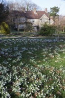grandes dérives de Galanthus nivalis dans l'herbe naturalisée à l'avant de la maison