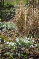 Perce-neige poussant dans le jardin d'hiver, parmi les graminées