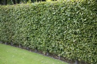 Fagus sylvatica taillé haie au Burrows Gardens, Derbyshire, en août