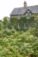Vue de la maison à travers les cynorhodons au Burrows Gardens, Derbyshire, en août