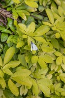 Pieris rapae - papillon blanc du chou sur Choisya ternata 'Sundance' au Burrows Gardens, Derbyshire, en août