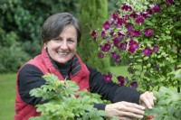 Nicky Dalton tête morte Clematis viticella 'Rubra' aux Burrows Gardens, Derbyshire, en août