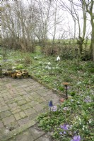 Jardin de printemps avec parterre rempli de crocus et de perce-neige.